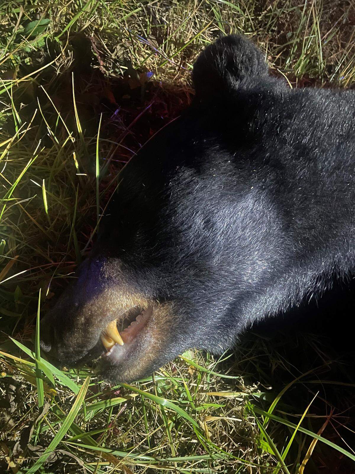 The black bear was estimated to weigh between 350 and 450 pounds, TWRA said.
