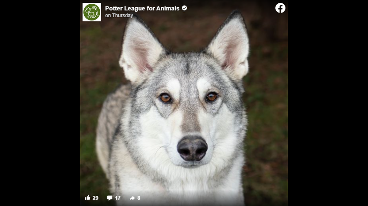 Zeus, a four-year-old wolf-dog hybrid is described as “magical” and “mesmerizing.”