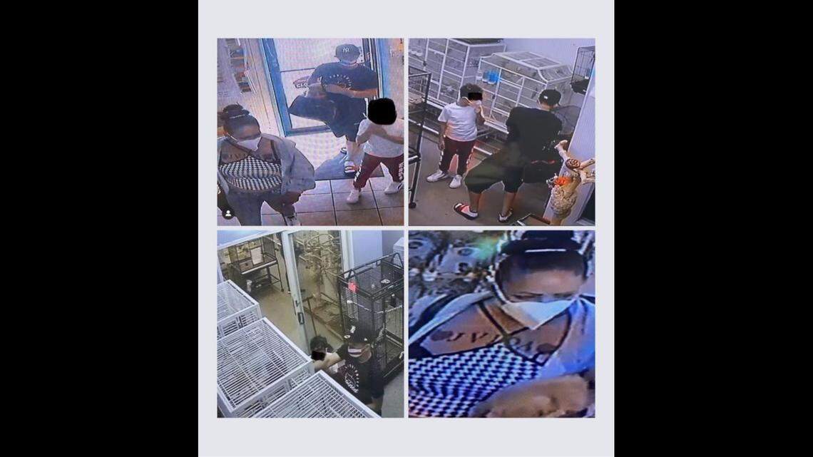 A man, woman and child stole three birds from a New Jersey pet store on Oct. 2, 2021. All three birds are young and fragile, store employees said.