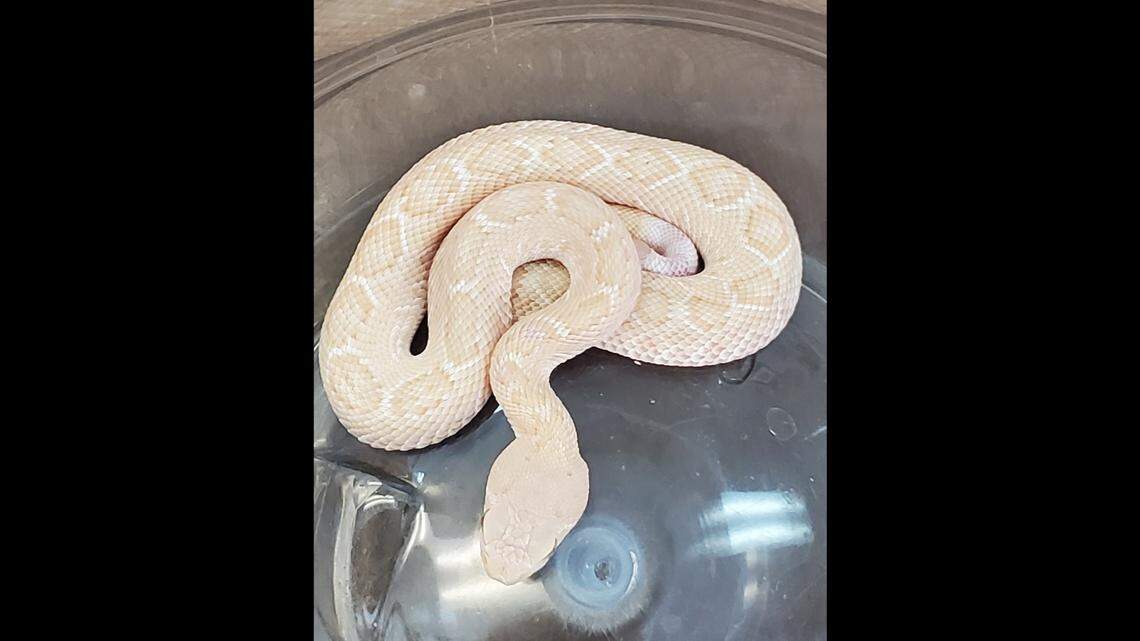 An albino western diamondback rattlesnake was found on a Hill Country ranch, according to the Texas Parks and Wildlife Department. Photo from Hill Country Wildlife - Texas Parks and Wildlife on Facebook.