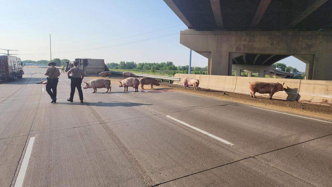 A trailer carrying 50 pigs crashed on a Minnesota highway, setting the animals loose onto the road, officials said.