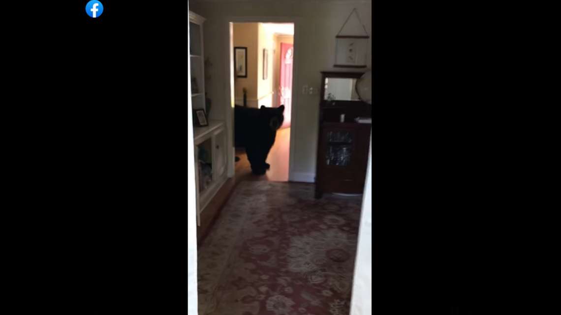 A man yelled at a bear after he found it in his Connecticut home, video shows.