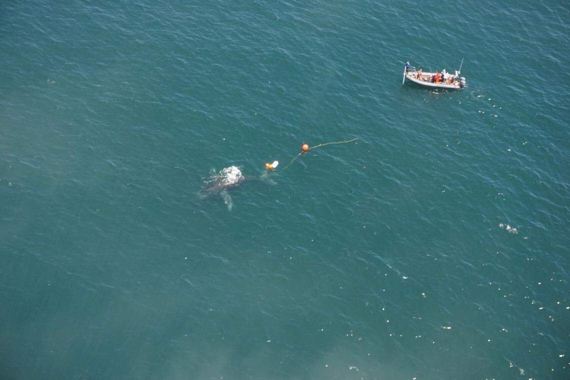 With visual support from the U.S. Coast Guard Air Station San Francisco, NOAA Fisheries’ Large Whale Entanglement Response Team approaches an entangled whale in the Pacific off the California coast on July 10, according to the Coast Guard.
