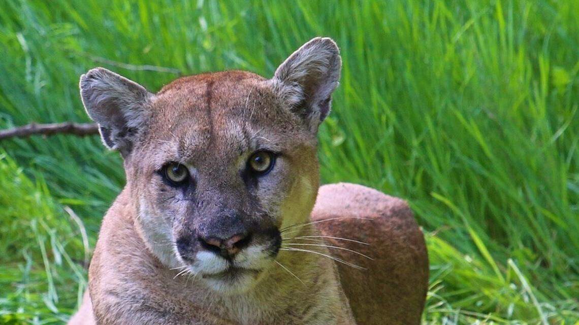 Police in Omaha, Nebraska, are searching for a mountain lion, not the one pictured, that was seen wandering throughout the city on a woman’s home security camera, officials said.