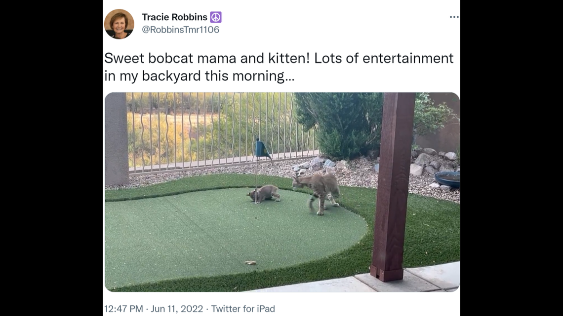 A mother bobcat and her baby were seen playing together in a Tucson woman’s yard.