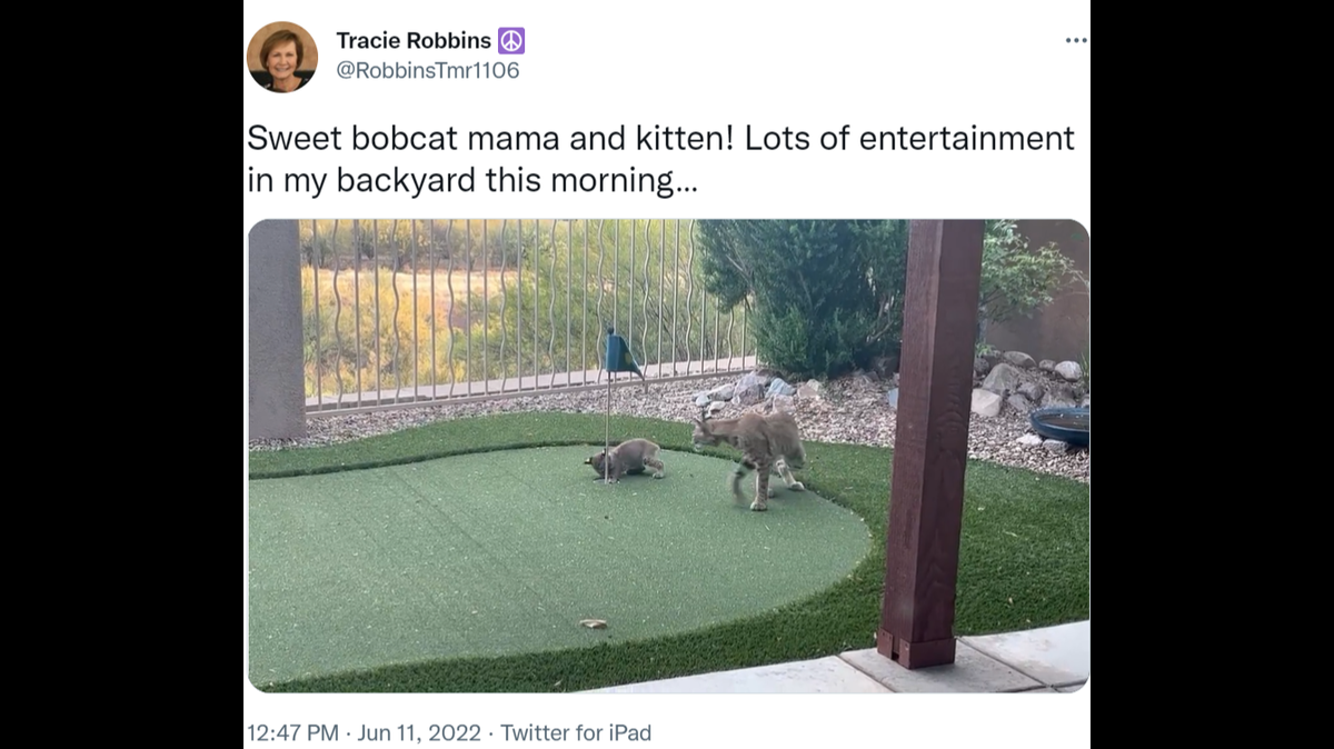 A mother bobcat and her baby were seen playing together in a Tucson woman’s yard.