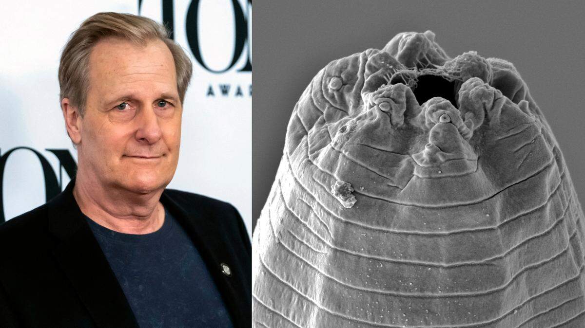 Left: In this May 1, 2019, file photo, Jeff Daniels poses for a picture at the 73rd annual Tony Awards “Meet the Nominees” press day in New York. Right: Image of the tarantula-killing parasite jeffdanielsi.