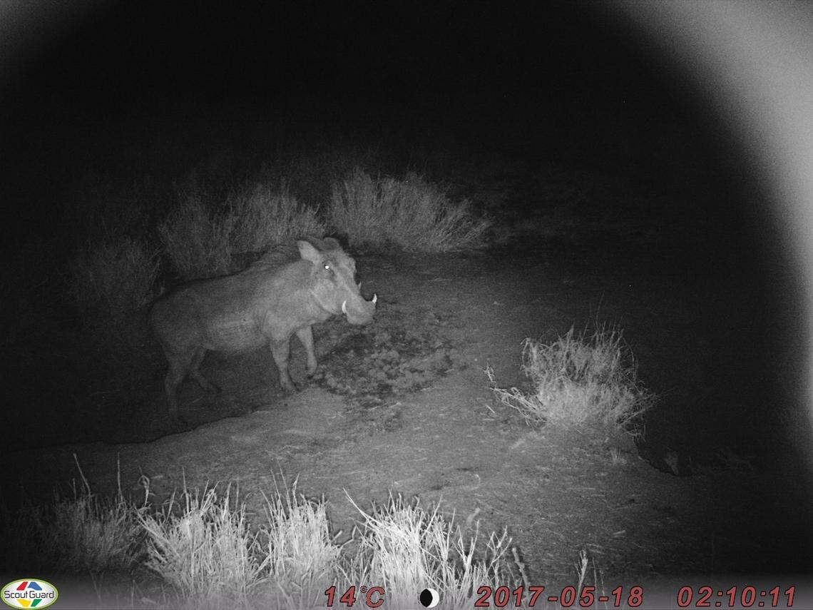 Warthog spotted outside one of the dens