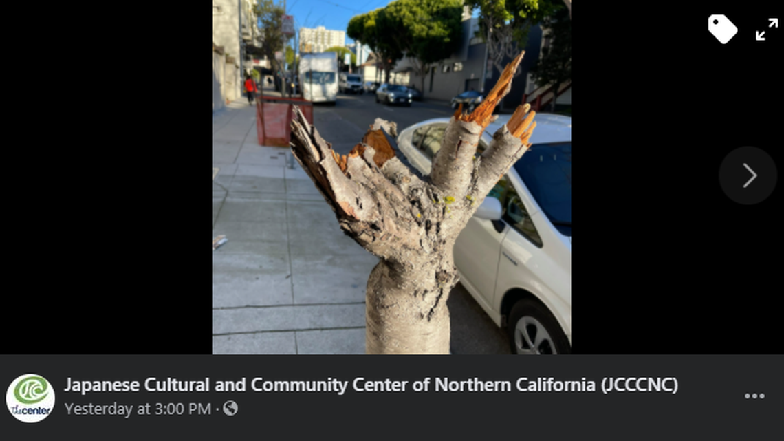 Vandals destroyed historic cherry blossom trees in front of the Japanese Cultural and Community Center of Northern California, leaving only the trunk, the organization said.