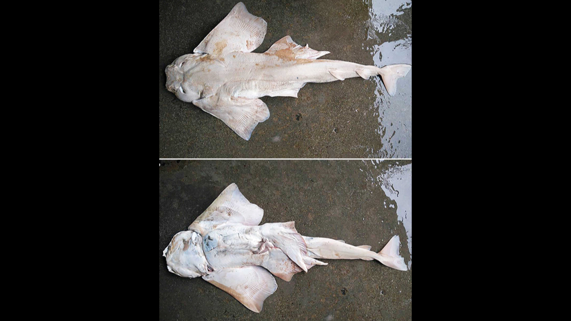 A male Lea’s angel shark caught off the Laccadive Islands in Southwest India.
