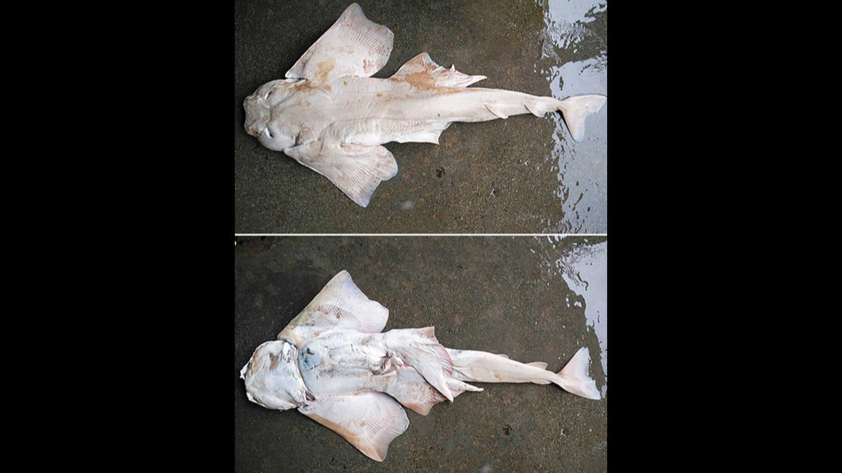 A male Lea’s angel shark caught off the Laccadive Islands in Southwest India.
