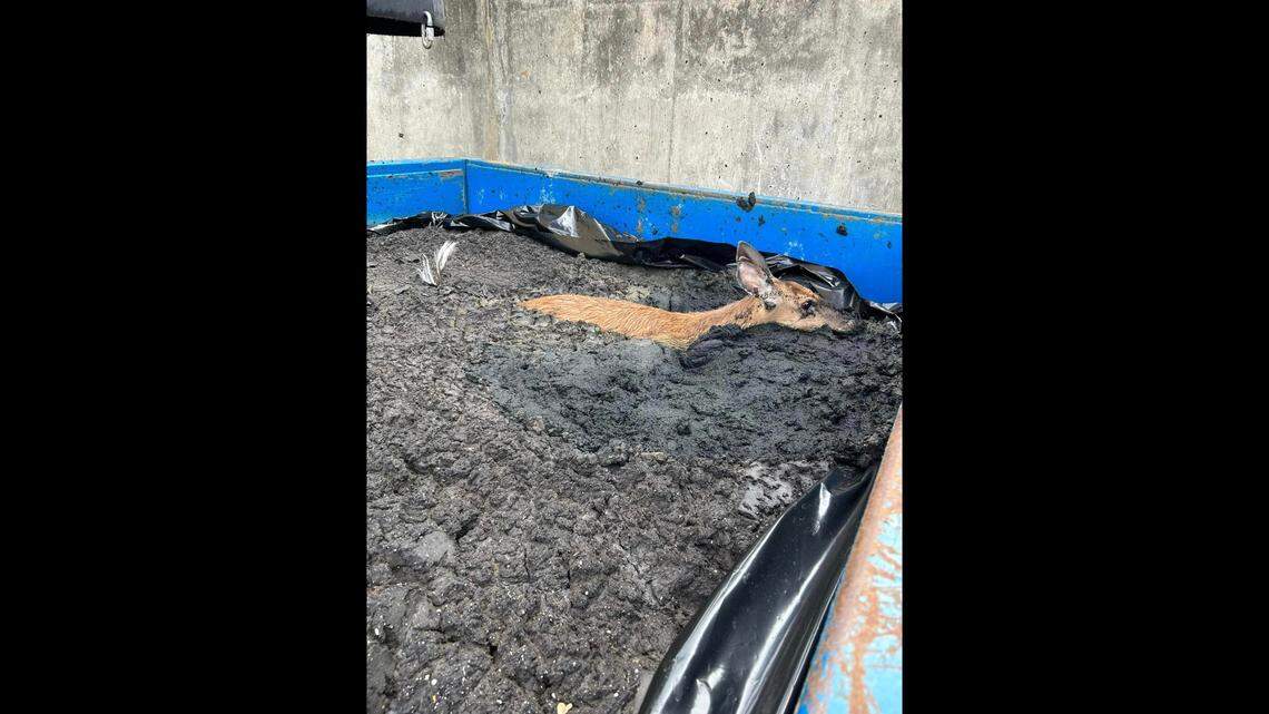 A deer was found nearly fully submerged in sludge at a wastewater treatment plant, Ohio officials said.