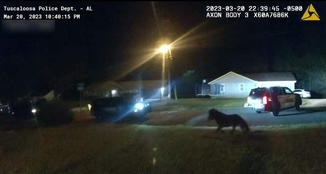 The pony declined food offerings from the police, instead choosing to go on a “low-speed” chase.