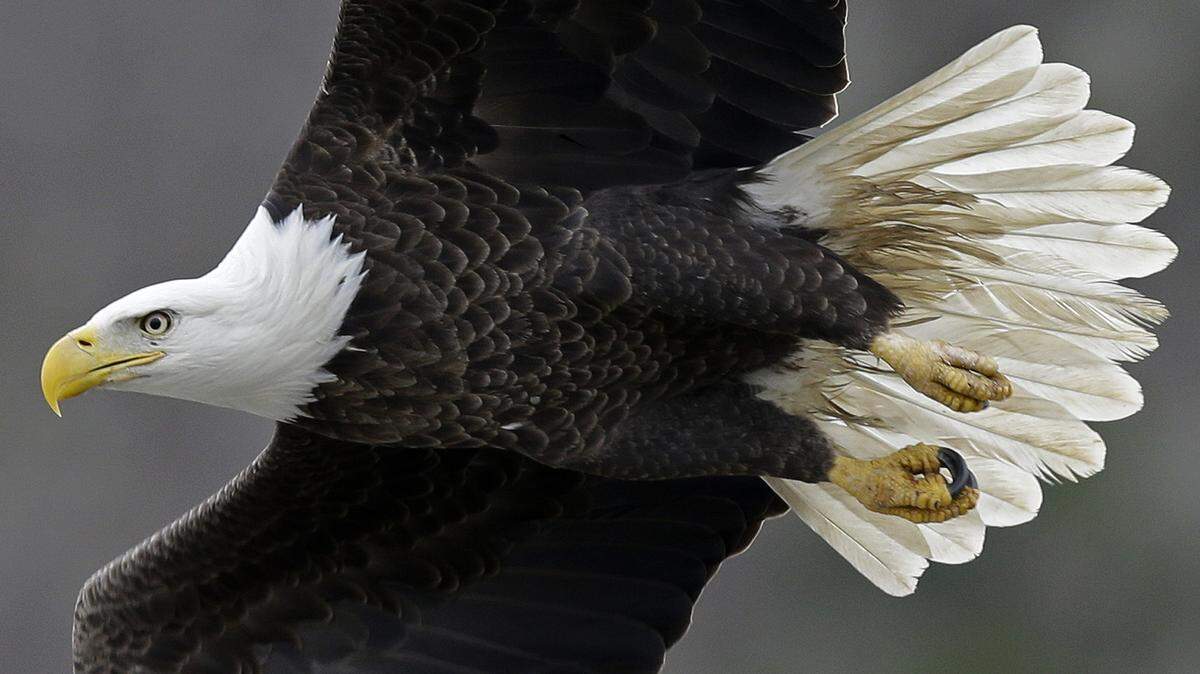 A bald eagle soars over the Haw River below Jordan Lake in Moncure, N.C.