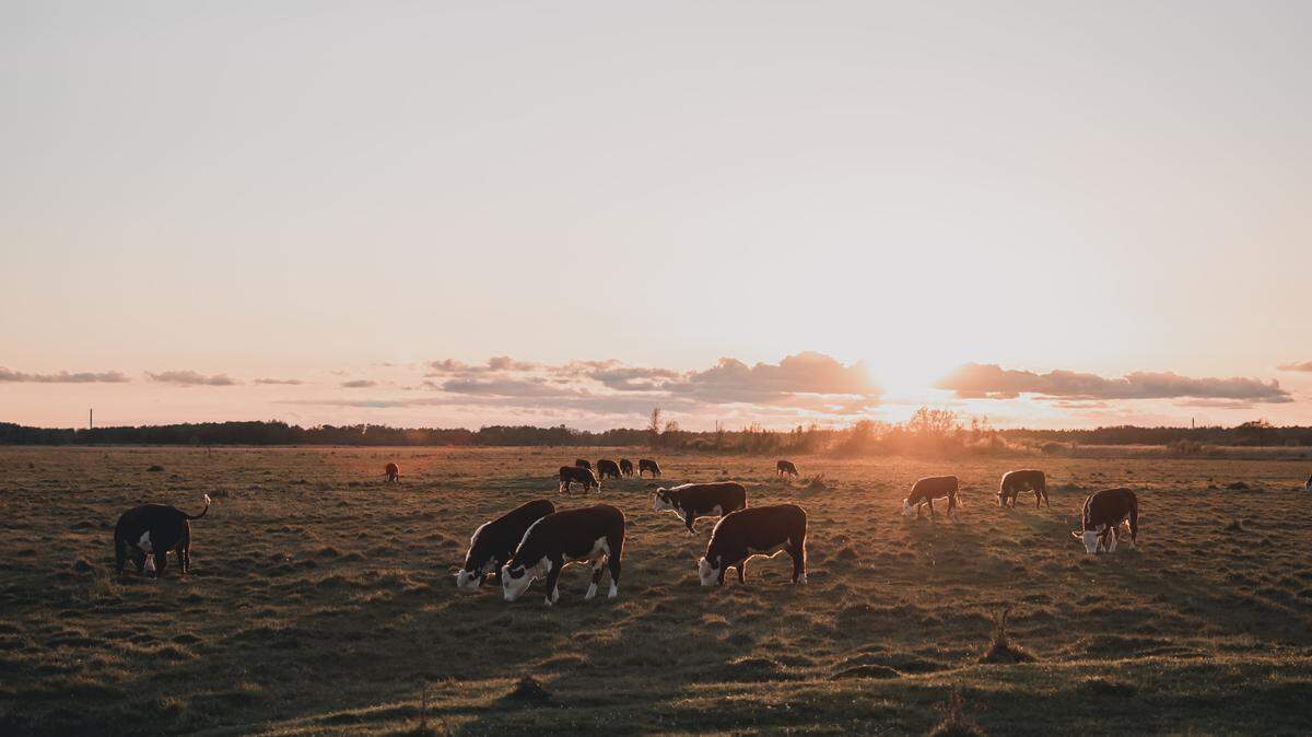 Six cattle were found mutilated with “apparent precision” at six different locations in Texas, officials said.