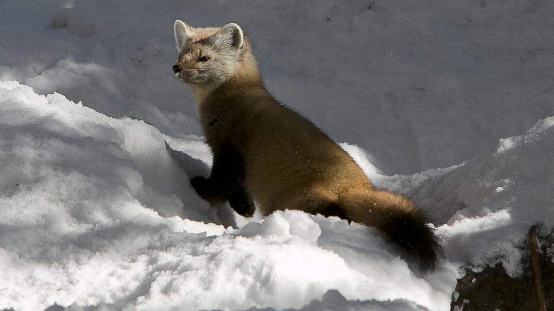 The American marten, seen here in the snow of New Hampshire, may soon be reintroduced into Pennsylvania, state officials said.