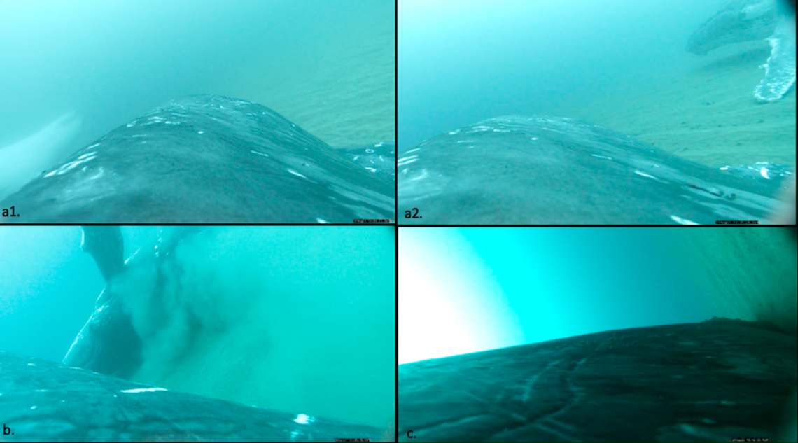 Experts will continue researching the whales’ behavior to learn more about the “rolling.”