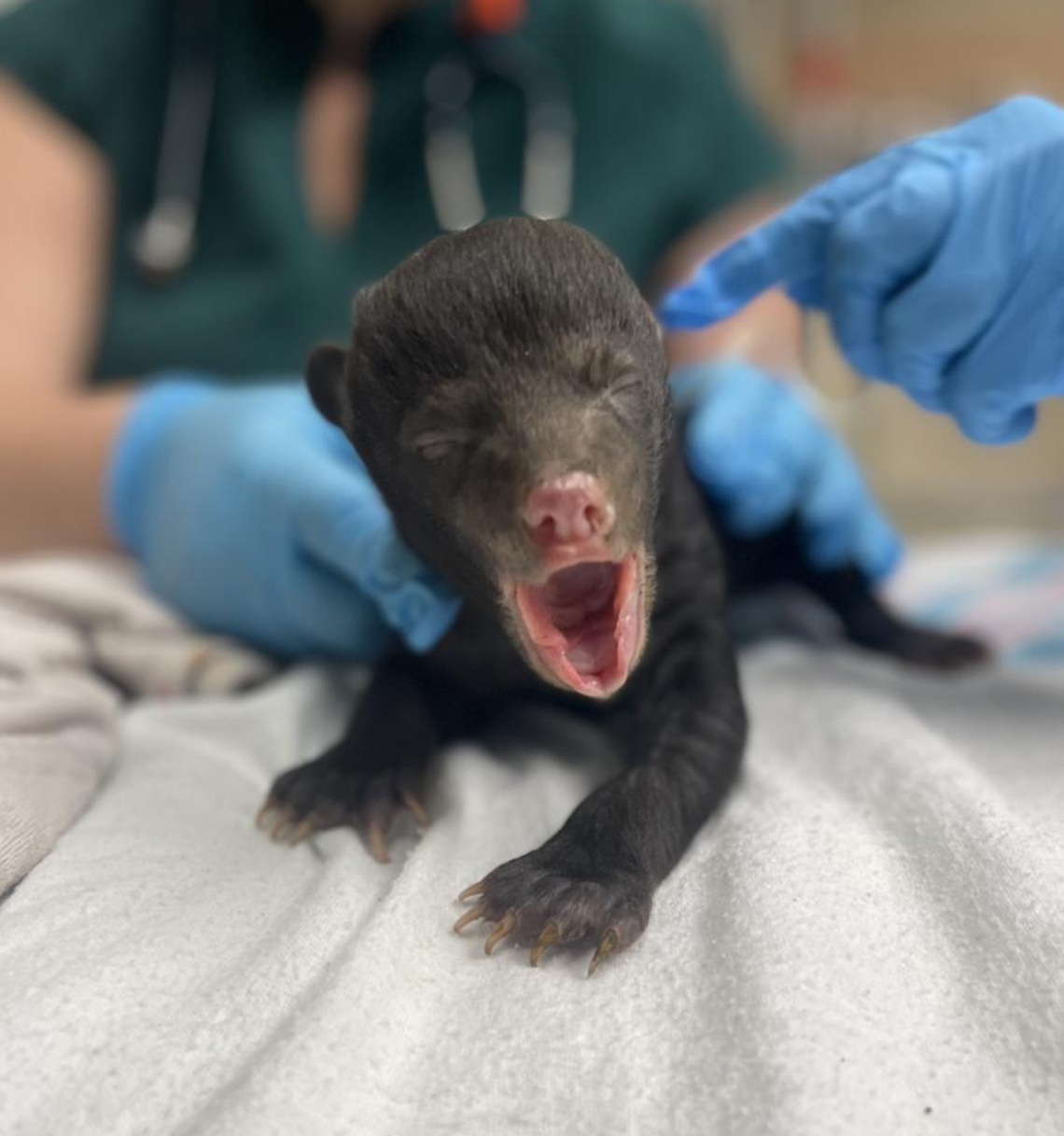 The center is searching to find the cubs a potential foster mom.