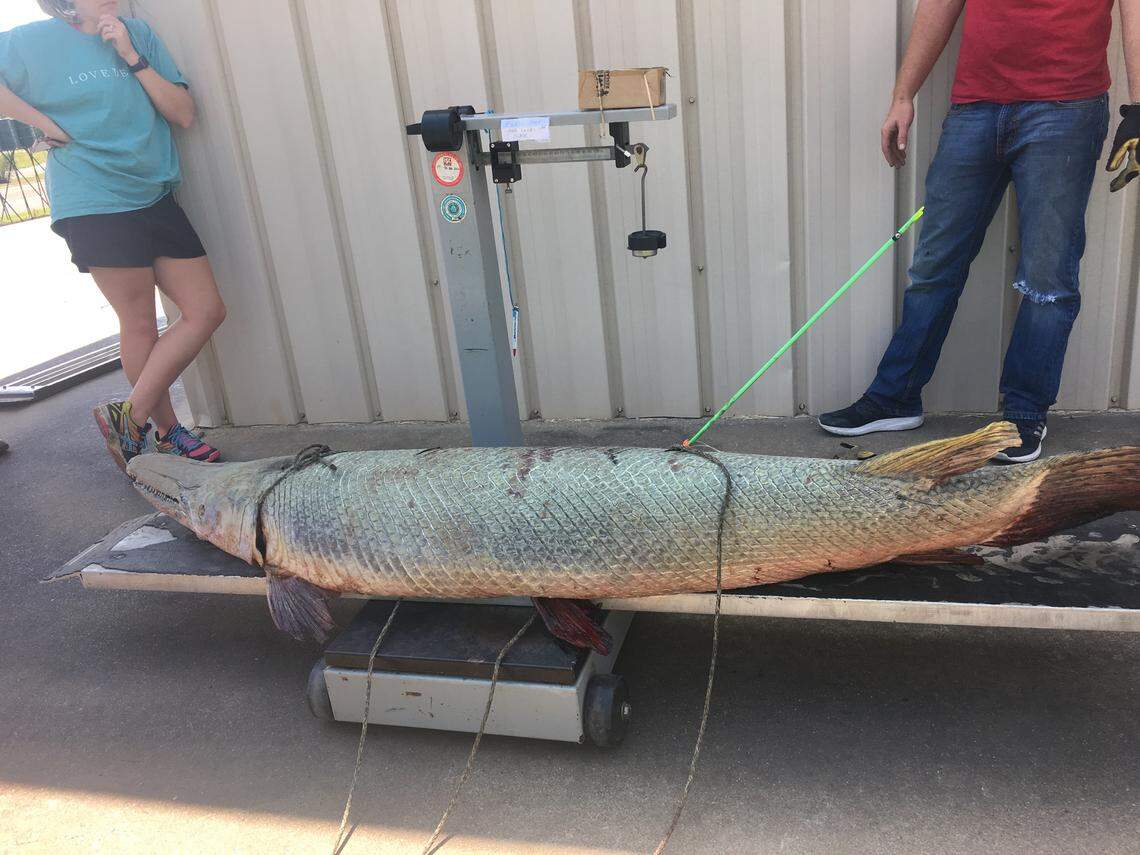 This 60-year-old Alligator gar is the Texas state record catch, at 197 pounds. An angler from Longview, Texas caught it in the Brazos River in September 2017.
