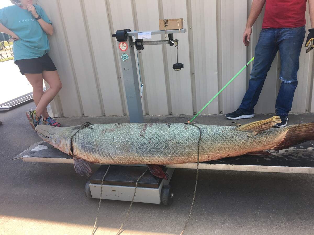 This 60-year-old Alligator gar is the Texas state record catch, at 197 pounds. An angler from Longview, Texas caught it in the Brazos River in September 2017.