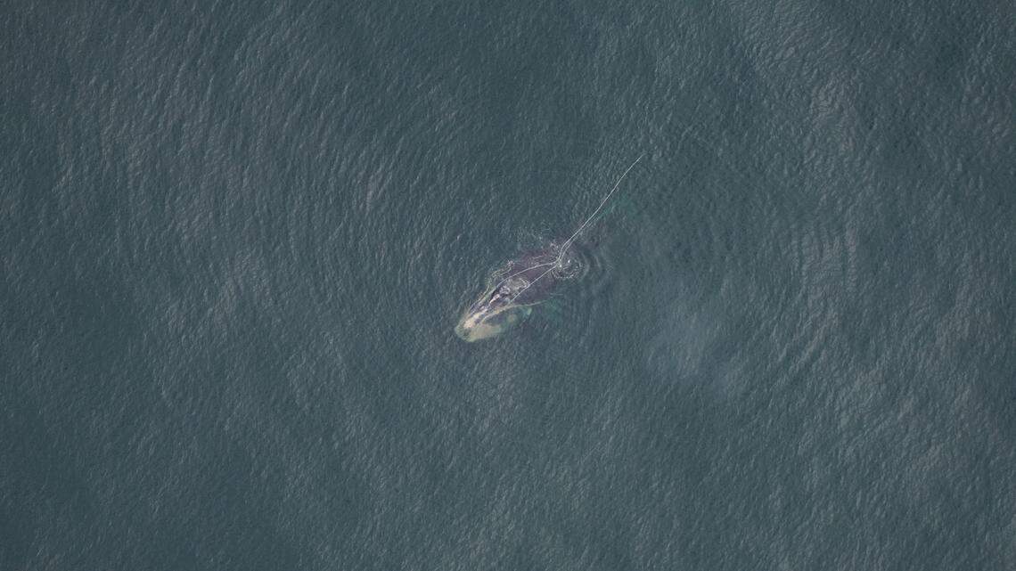 An endangered whale entangled in heavy fishing gear was spotted off the coast of Massachusetts on Sept. 21, according to scientists with the New England Aquarium.