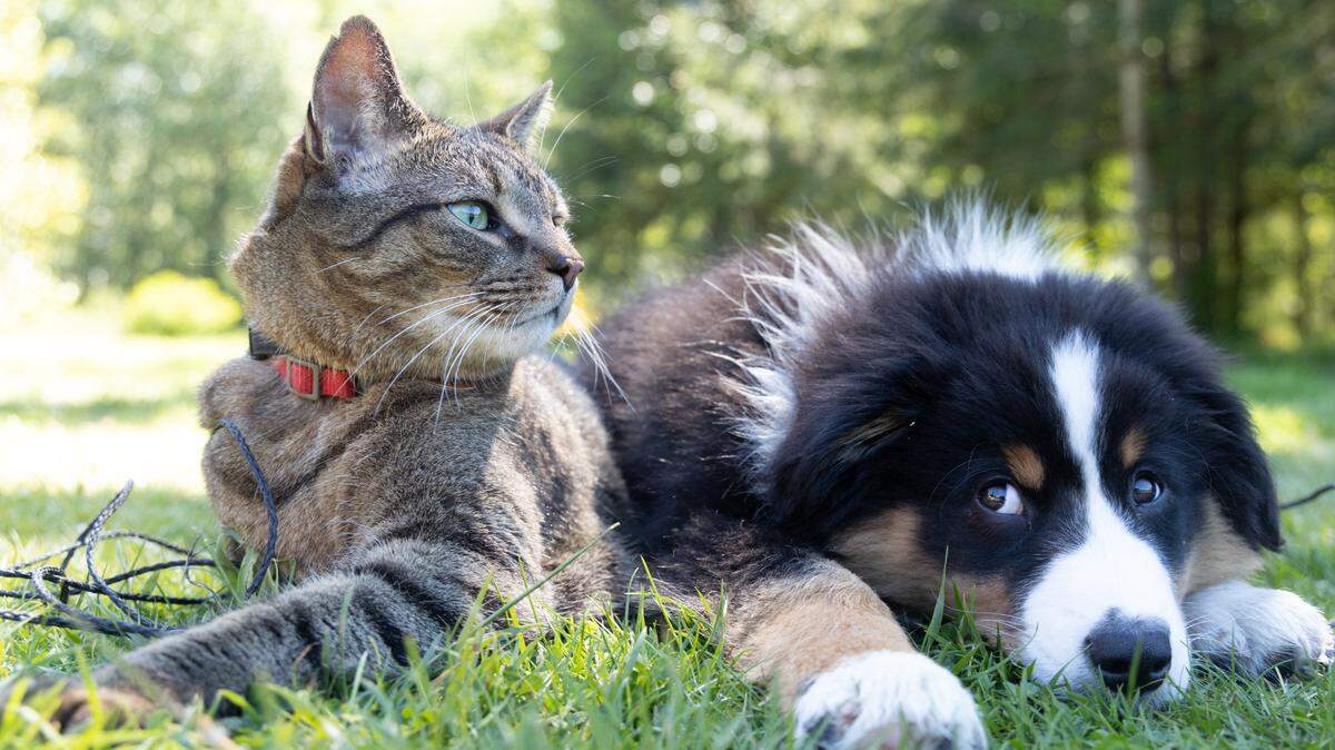 Pet owners care for their pets as they would for their own children, a study found.