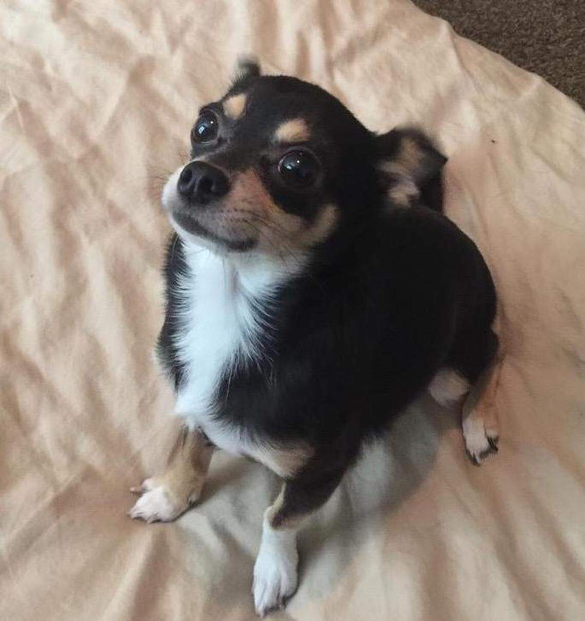 Dunky, a 4-year-old black and tan Chihuahua, was killed in February, according to police.