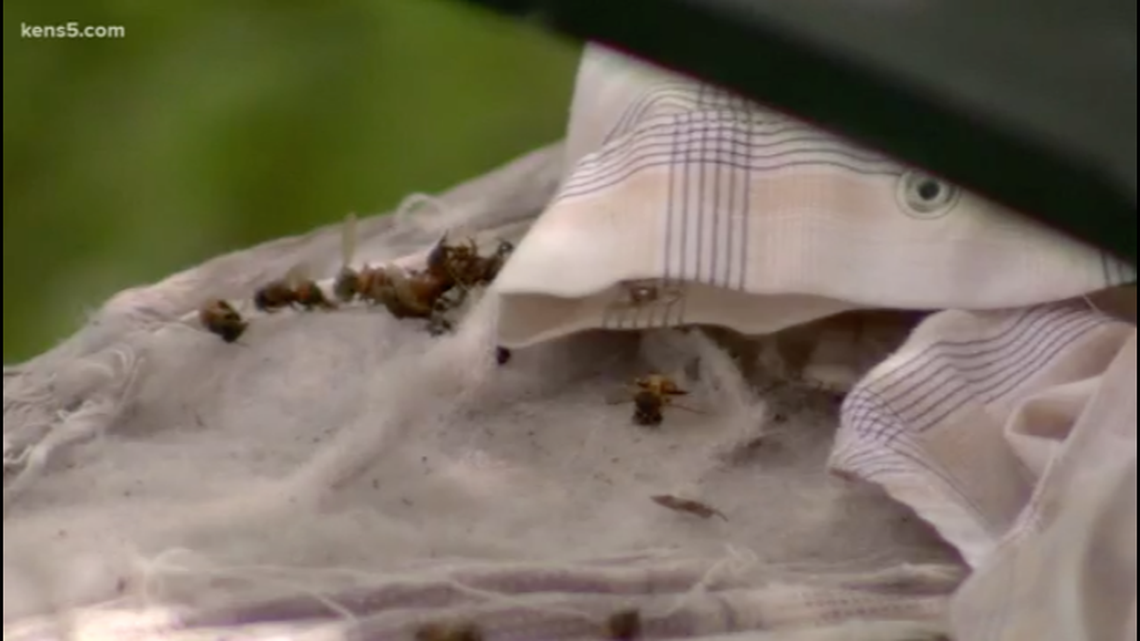 A  73-year-old man died when a swarm of bees attacked him in Bexar County, Texas, the sheriff’s office said. Screengrab from KENS.