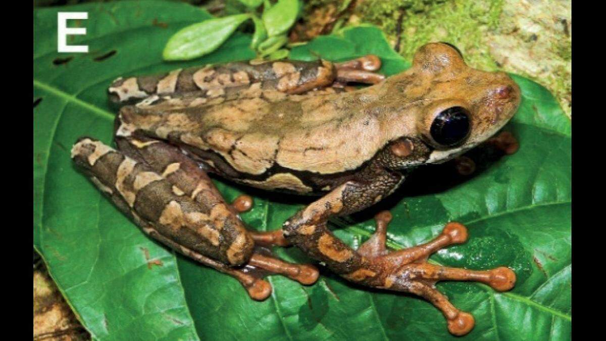 The top of a female frog.