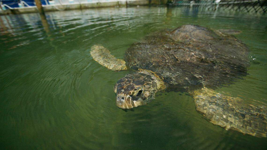 One of the resident turtles swims in the holding pond at the Turtle Hospital in Marathon, Fla. July 7, 2009. A South Carolina man illegally trapped, then shipped hundreds of freshwater turtles from Georgia to China for years, prosecutors say. He was sentenced to prison in May.