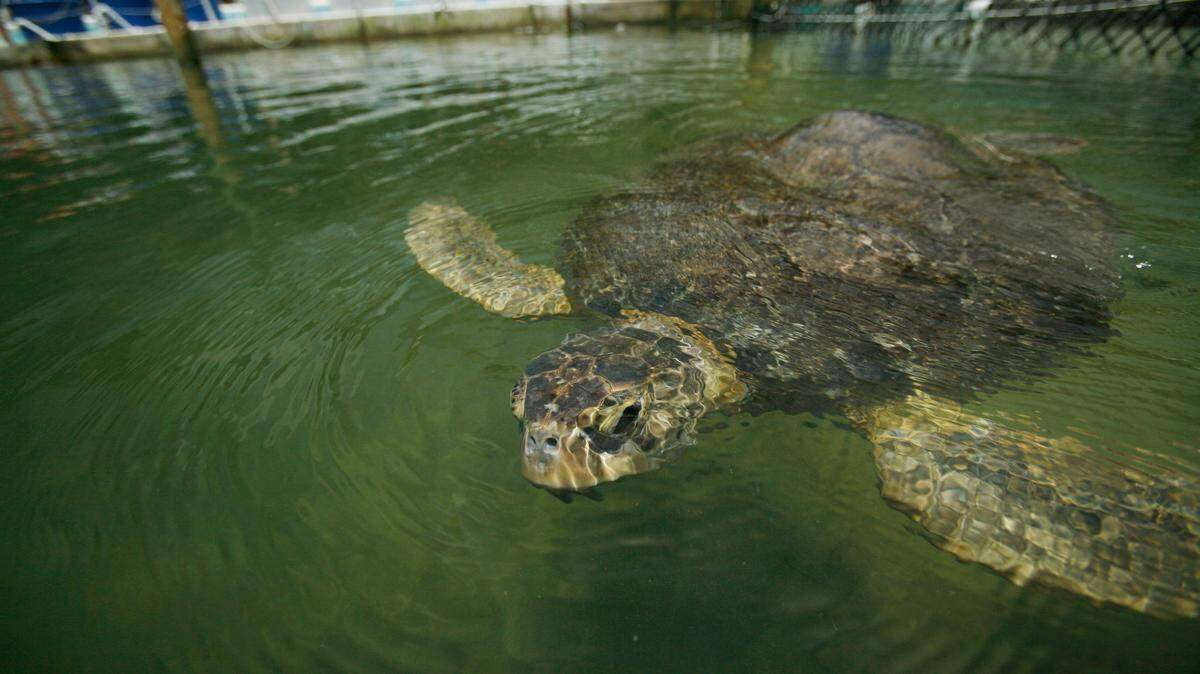 One of the resident turtles swims in the holding pond at the Turtle Hospital in Marathon, Fla. July 7, 2009. A South Carolina man illegally trapped, then shipped hundreds of freshwater turtles from Georgia to China for years, prosecutors say. He was sentenced to prison in May.