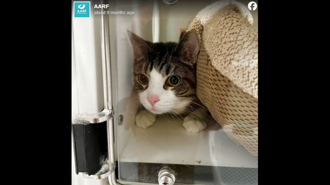 Tarheel the North Carolina cat got a new home after 265 days of waiting, officials said.