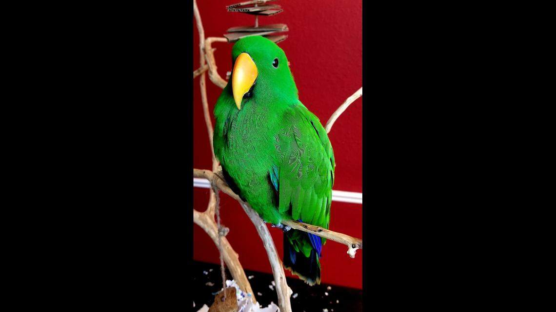 Tiki, a Solomon Eclectus parrot, says things like “peekaboo” and imitates sounds from around the house such as cellphone notifications, his owner said.
