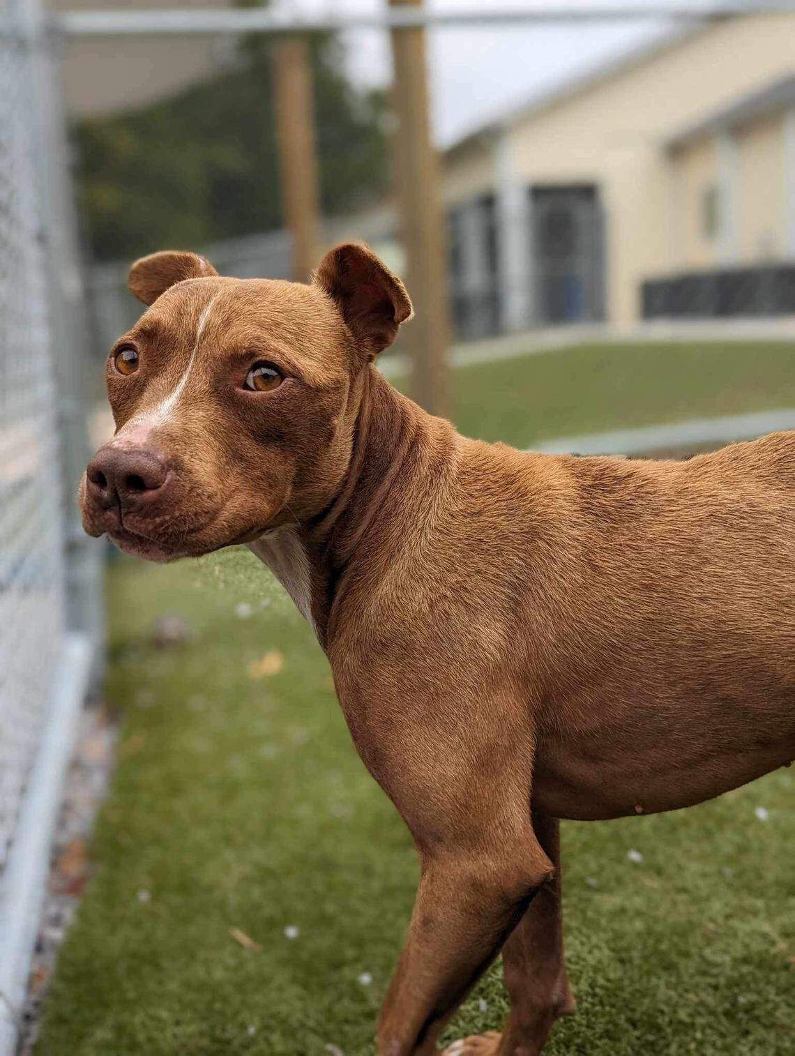 The dog has been named Benjamin after the officer who rescued him.