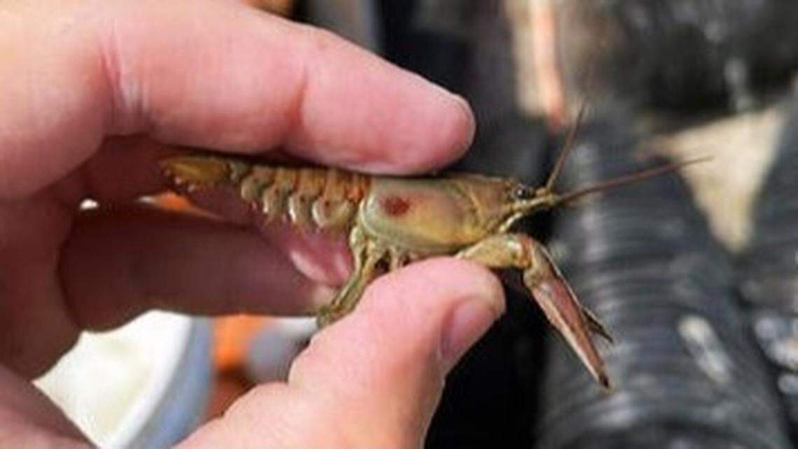 Kansas Department of Wildlife and Parks officially discovered rusty crayfish in McPherson State Fishing Lake. Photo from Kansas Department of Wildlife and Parks.