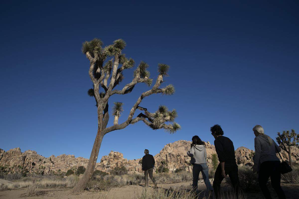 People visit Joshua Tree National Park in Southern California’s Mojave Desert, Thursday, Jan. 10, 2019. The national park won’t be closing because of the partial government shutdown after all. The National Park Service said it’s freed enough money from recreation fees to prevent the closure of outdoor areas, although most visitor centers won’t operate. (AP Photo/Jae C. Hong)