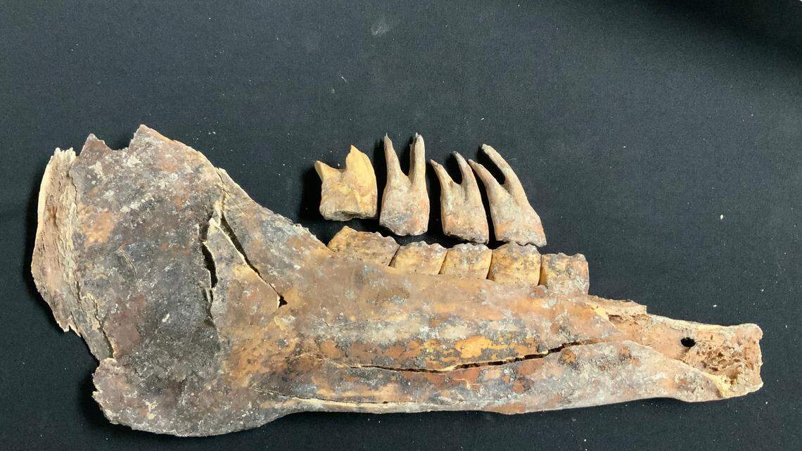 A couple who moved from Washington woke up to find crews had discovered an ancient skeleton beneath their Nevada pool. Experts say it is thousands of years old.