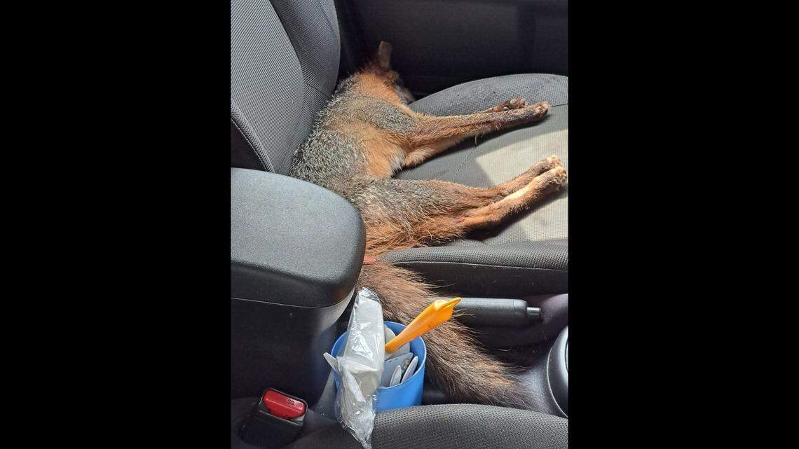 The fox eventually settled after the attack.