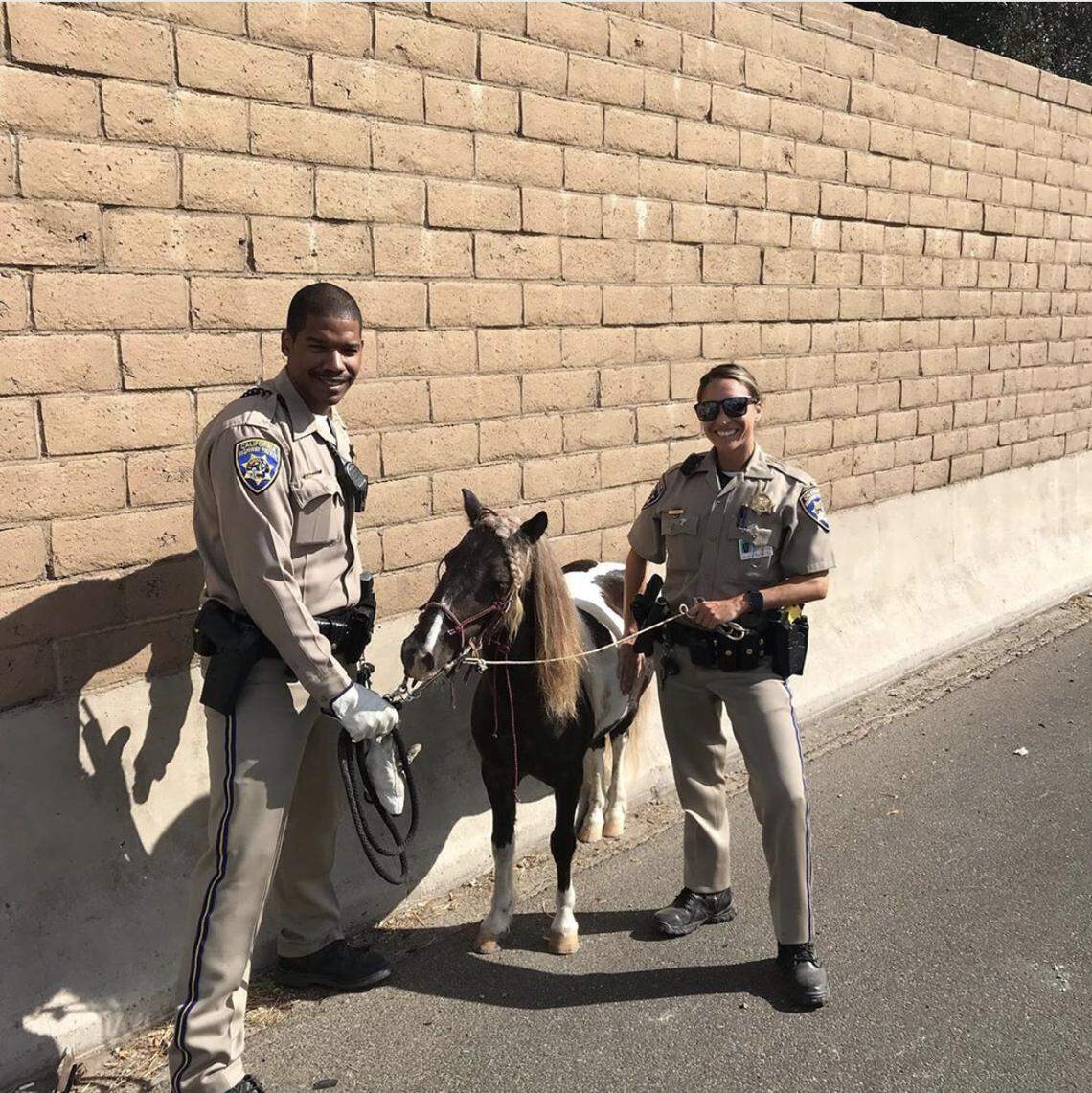 A driver hit and injured this miniature pony Sunday in Long Beach, California, during a 91 freeway hit-and-run crash, California Highway Patrol officers said. The horse’s rider had fallen off. Good Samaritans helped get it out of traffic, according to CHP