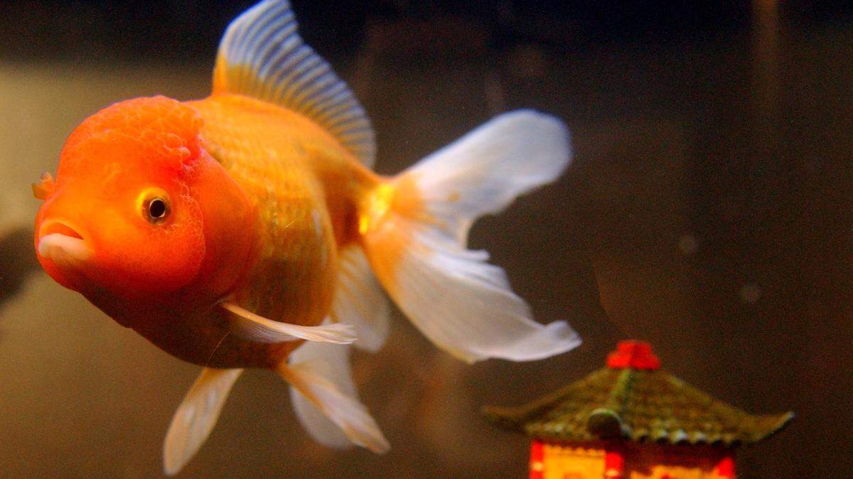 Three Las Cruces, New Mexico, boys broke into a daycare, mutilated goldfish and smeared their innards on tile and then stole a van — taking it on a joyride and picking up another child, police said.