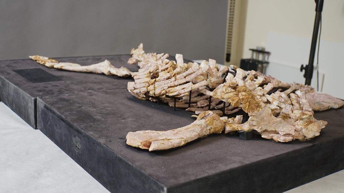 Eric the plesiosaur was found in an opal mine in the south of Australia in 1987.