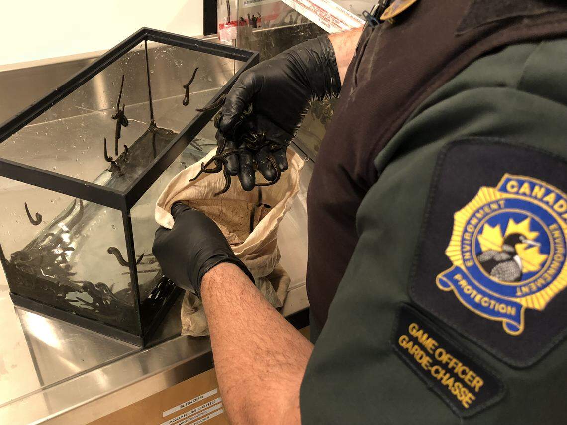 Canadian officers handle the leeches found in a man’s carry-on at the Toronto airport, where he had flown from Russia, according to Canada’s environmental agency.