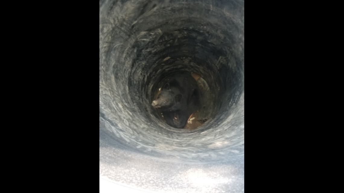 A Colorado bear plunged 10 feet down and got stuck in a culvert, wildlife officials said. 