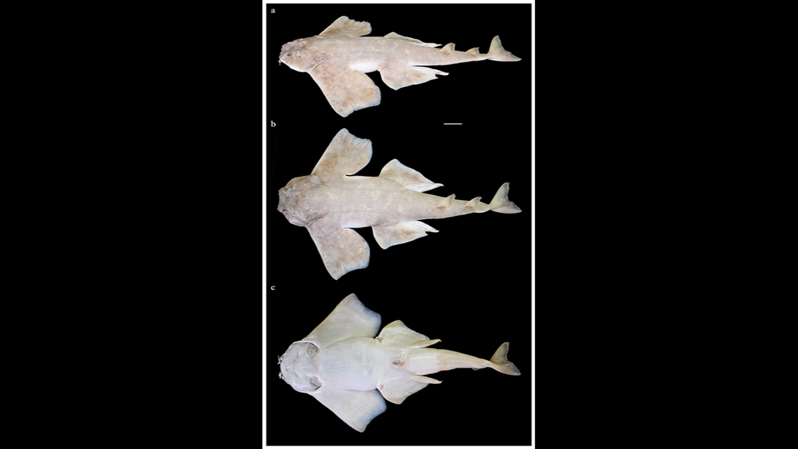 An adult male Squatina leae.