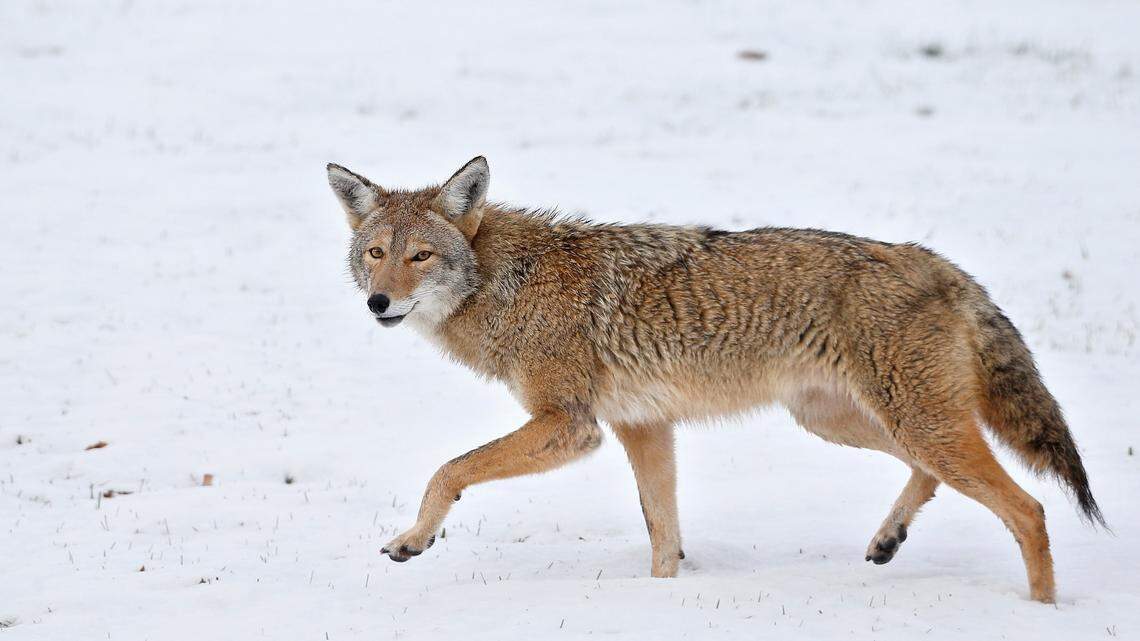 In this Nov. 11, 2015, file photo, a coyote walks across fresh snow in Boulder, Colorado. A dog walker in Massachusetts was encircled by “at least nine coyotes” on Oct. 15, 2022, according to police.