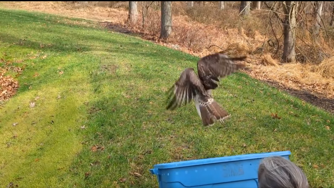 The red-tailed hawk luckily escaped its trappings with no severe injuries, rescuers said.