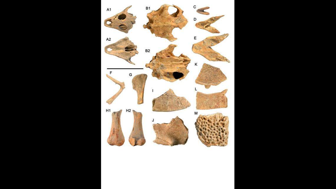 One of the snake vertebra was 15-feet long, marking the longest snake discovered in China to date, according to the research team.