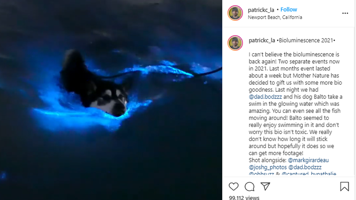 Video captures a dog paddling through the glowing water at Newport Beach thanks to bioluminescence.