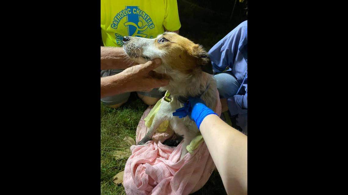 Rico, who was rescued from a 40-foot well, didn’t appear to have any serious injuries from the fall. Photo from Prairietown Fire Department on Facebook.