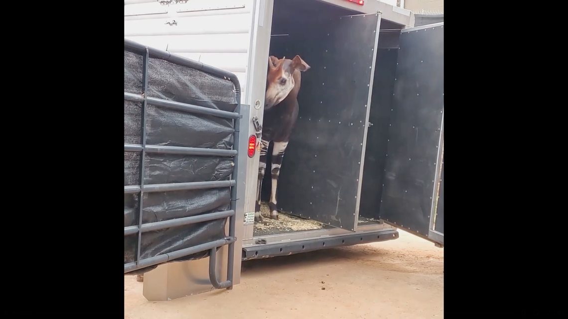 Bakari is a 14-year-old opaki from Disney World’s Animal Kingdom. Opaki are nicknamed the “ghosts of the forests” due to their camouflage and shy nature.